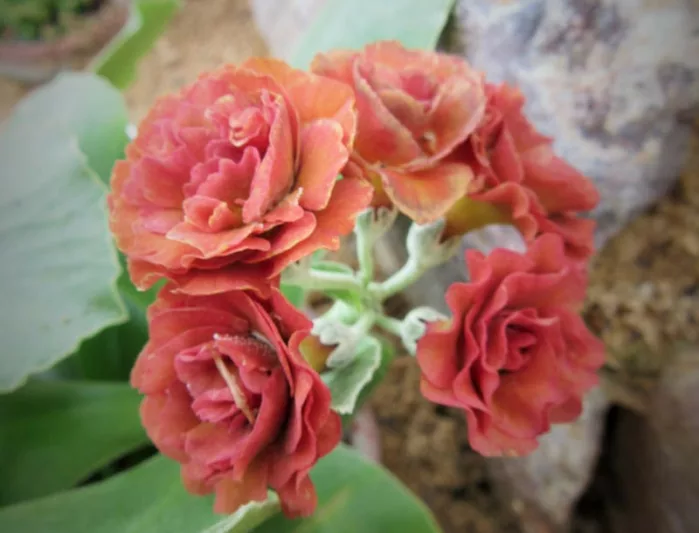 Primula auricula 'Cinnamon', Primrose 'Cinnamon', Bear's Ears 'Cinnamon', Alpine Auricula Primrose, Double Primroses, Orange Primoses, Shade plants, shade perennial, plants for shade, plants for wet soils, spring flowers