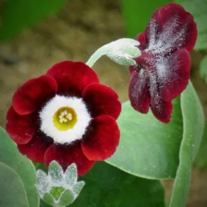 Primula auricula 'Dale's Red', Primrose 'Dale's Red', Bear's Ears 'Dale's Red', Red Primrose, Dark Primrose, Bicolor Primrose, Border Auricula Primrose, Shade plants, shade perennial