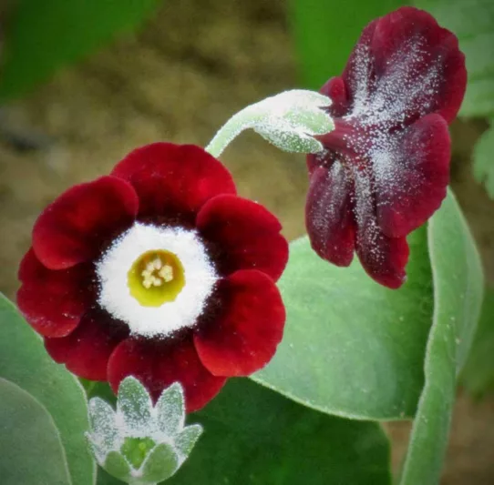 Primula auricula 'Dale's Red', Primrose 'Dale's Red', Bear's Ears 'Dale's Red', Red Primrose, Dark Primrose, Bicolor Primrose, Border Auricula Primrose, Shade plants, shade perennial