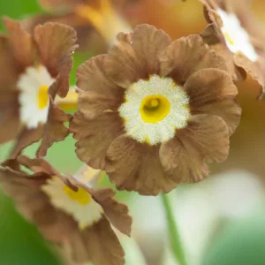 Primula auricula 'Eden Greenfinch', Primrose 'Eden Greenfinch', Bear's Ears 'Eden Greenfinch', Yellow Primrose, Brown Primrose, Bicolor Primrose, Border Auricula Primrose, Shade plants, shade perennial
