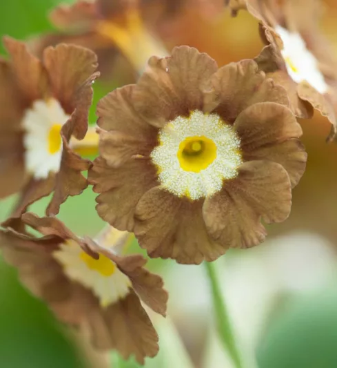 Primula auricula 'Eden Greenfinch', Primrose 'Eden Greenfinch', Bear's Ears 'Eden Greenfinch', Yellow Primrose, Brown Primrose, Bicolor Primrose, Border Auricula Primrose, Shade plants, shade perennial
