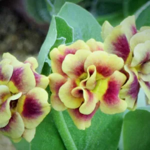 Primula auricula 'Golden Hind', Primrose 'Golden Hind', Bear's Ears 'Golden Hind', Alpine Auricula Primrose, Double Primroses, Yellow Primoses, Shade plants, shade perennial, plants for shade, plants for wet soils, spring flowers