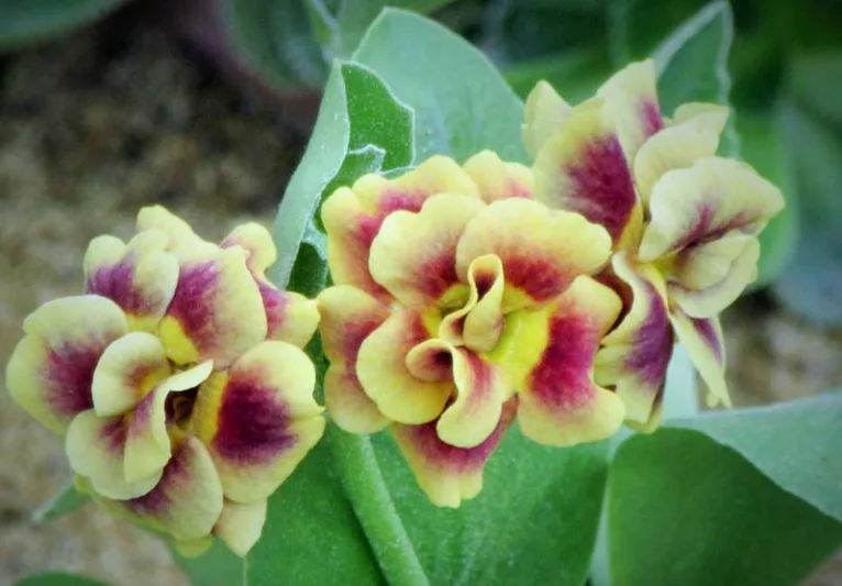 Primula auricula 'Golden Hind', Primrose 'Golden Hind', Bear's Ears 'Golden Hind', Alpine Auricula Primrose, Double Primroses, Yellow Primoses, Shade plants, shade perennial, plants for shade, plants for wet soils, spring flowers