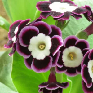 Primula auricula 'Harry Hotspur', Primrose 'Harry Hotspur', Bear's Ears 'Harry Hotspur', Purple Primrose, Dark Primrose, Bicolor Primrose, Alpine Auricula Primrose, Shade plants, shade perennial
