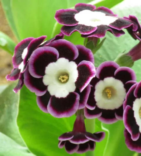 Primula auricula 'Harry Hotspur', Primrose 'Harry Hotspur', Bear's Ears 'Harry Hotspur', Purple Primrose, Dark Primrose, Bicolor Primrose, Alpine Auricula Primrose, Shade plants, shade perennial