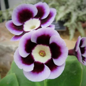 Primula auricula 'Larry', Primrose 'Larry', Bear's Ears 'Larry', Purple Primrose, Dark Primrose, Bicolor Primrose, Alpine Auricula Primrose, Shade plants, shade perennial