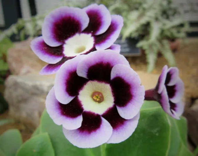 Primula auricula 'Larry', Primrose 'Larry', Bear's Ears 'Larry', Purple Primrose, Dark Primrose, Bicolor Primrose, Alpine Auricula Primrose, Shade plants, shade perennial