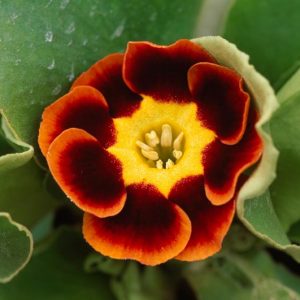 Primula auricula 'Mick', Primrose 'Mick', Bear's Ears 'Mick', Red Primrose, Dark Primrose, Bicolor Primrose, Alpine Auricula Primrose, Shade plants, shade perennial