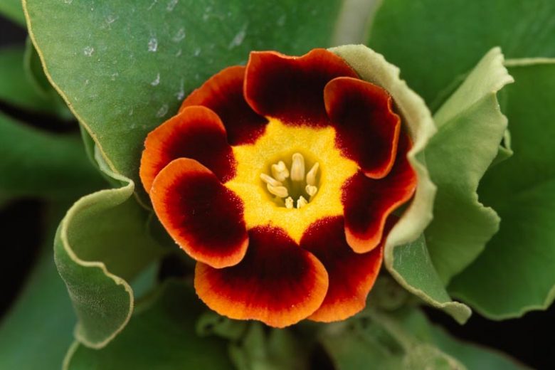Primula auricula 'Mick', Primrose 'Mick', Bear's Ears 'Mick', Red Primrose, Dark Primrose, Bicolor Primrose, Alpine Auricula Primrose, Shade plants, shade perennial