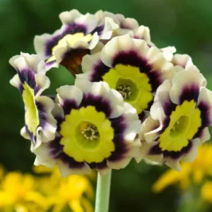 Primula auricula 'Sirius', Primrose 'Sirius', Bear's Ears 'Sirius', Yellow Primrose, Bicolor Primrose, Alpine Auricula Primrose, Shade plants, shade perennial