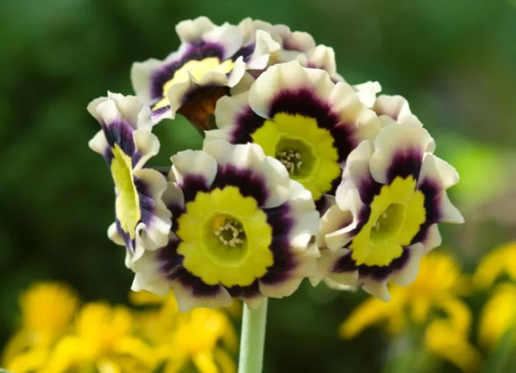 Primula auricula 'Sirius', Primrose 'Sirius', Bear's Ears 'Sirius', Yellow Primrose, Bicolor Primrose, Alpine Auricula Primrose, Shade plants, shade perennial