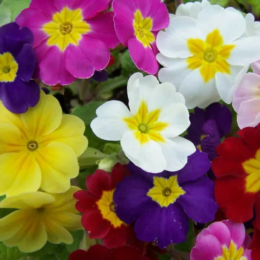 Primula x elatior 'Pacific Hybrids', English Primrose 'Pacific Hybrids', Shade plants, shade perennial, plants for shade, plants for wet soils, spring flowers
