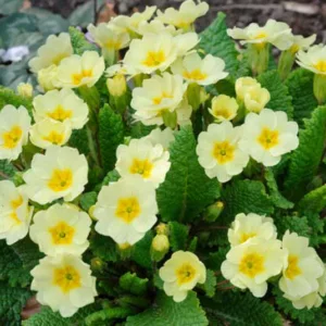 Primula vulgaris, Primrose, Wild Primrose, English Primrose, Blue Primrose, Primula acaulis, Primula grandiflora, Primula uniflora Gmelin, Primula vernalis, Yellow Primroses, Shade plants, shade perennial, spring flowers