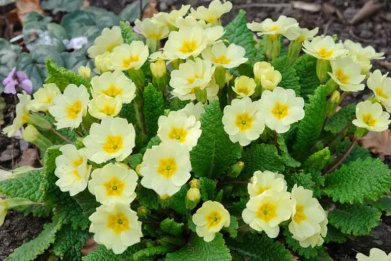 Primula vulgaris, Primrose, Wild Primrose, English Primrose, Blue Primrose, Primula acaulis, Primula grandiflora, Primula uniflora Gmelin, Primula vernalis, Yellow Primroses, Shade plants, shade perennial, spring flowers