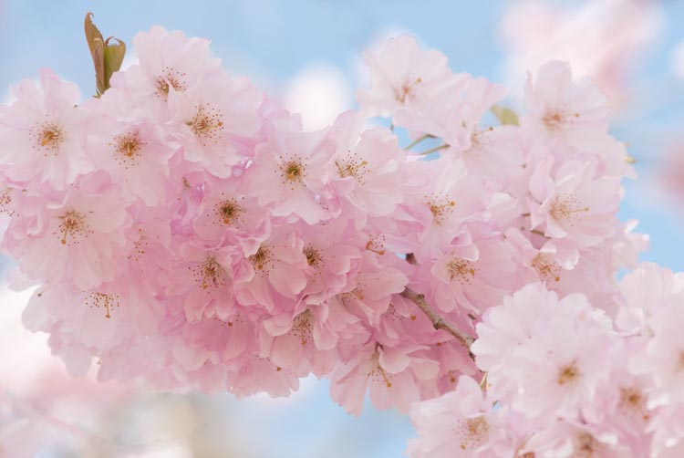 Prunus 'Accolade',Flowering Cherry 'Accolade', Cherry 'Accolade', Pink flowers, Spring Flowers