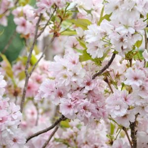 Prunus 'Amanogawa',Prunus serrulata 'Amanogawa', Flowering Cherry 'Amanogawa',Japanese Flowering Cherry 'Amanogawa', Cherry 'Amanogawa', Prunus 'Erecta', White flowers, Spring Flowers, Blossom Tree, Cherry blossom tree, Ornamental Cherry