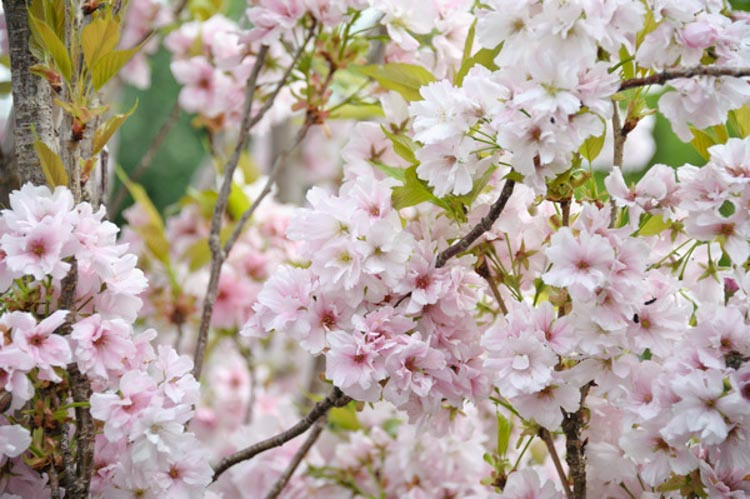 Prunus 'Amanogawa',Prunus serrulata 'Amanogawa', Flowering Cherry 'Amanogawa',Japanese Flowering Cherry 'Amanogawa', Cherry 'Amanogawa', Prunus 'Erecta', White flowers, Spring Flowers, Blossom Tree, Cherry blossom tree, Ornamental Cherry