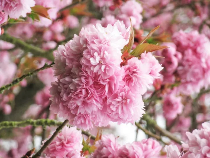 Prunus 'Asano',Japanese Flowering Cherry 'Asano', Prunus 'Geraldinae' , Flowering Tree, Pink flowers, Double pink prunus, double pink cherry blossom