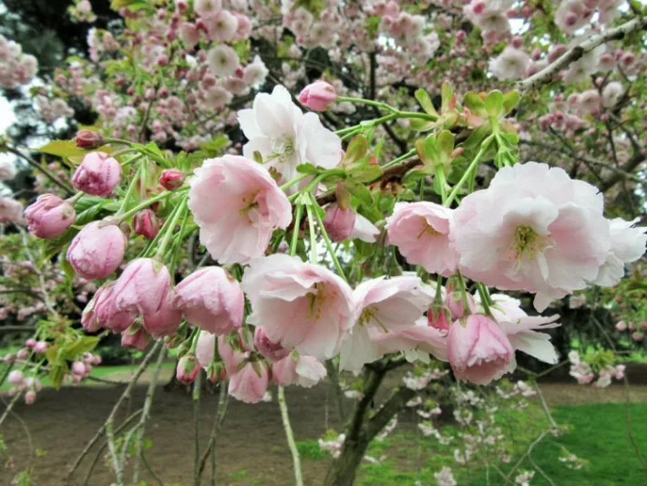 Prunus 'Ichiyo', Japanese Flowering Cherry 'Ichiyo', Cherry 'Ichiyo', Prunus serrulata f. unifolia, Pink flowers, Spring Flowers, White flowers
