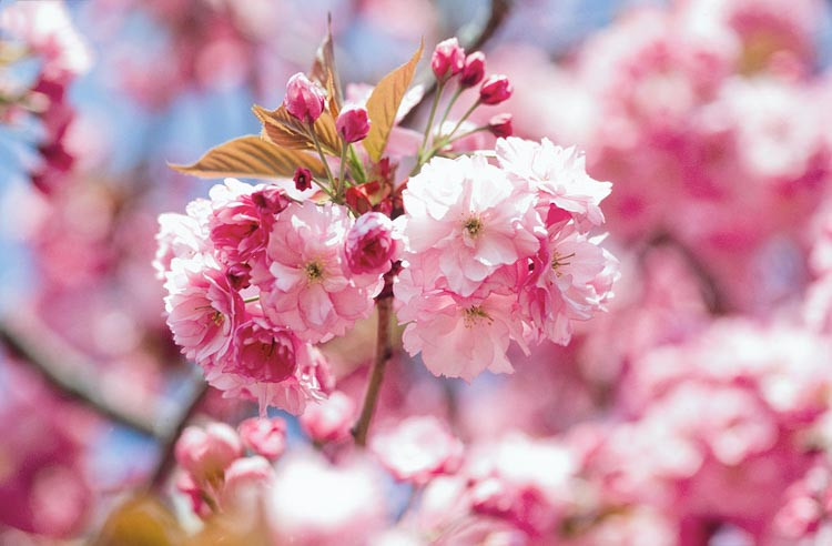 Prunus 'Kanzan',Japanese Flowering Cherry 'Kanzan', Prunus 'Kwanzan', Prunus 'Sekiyama', Flowering Tree, Pink flowers, Double cherry flowers