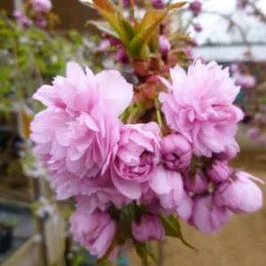 Prunus 'Kiku-shidare-zakura',Japanese Flowering Cherry 'Kiku-shidare-zakura', Prunus 'Kiku-shidare', Weeping Oriental Cherry, Cheal's Weeping, Prunus chealii pendula , Flowering Tree, Pink flowers, Double pink prunus, double pink cherry blossom