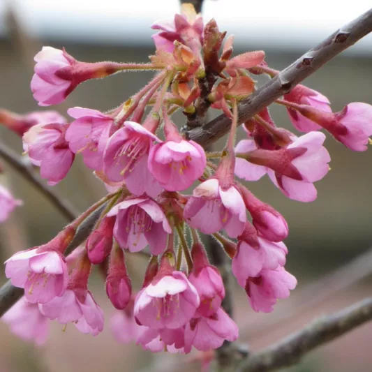 Prunus 'Kursar',Flowering Cherry 'Kursar', Cherry 'Kursar', Pink flowers, Spring Flowers, Pink cherry blossoms, Japanese cherry, Flowering cherry tree, Blossom Tree, Cherry blossom tree, Ornamental Cherries