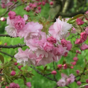 Prunus 'Pink Perfection',Japanese Flowering Cherry 'Pink Perfection', Cherry Pink Perfection', Prunus serrulata 'Pink Perfection', Pink flowers, Spring Flowers, Pink cherry blossoms, Japanese cherry, Flowering cherry tree, Blossom Tree, Cherry blossom tree, Ornamental Cherries