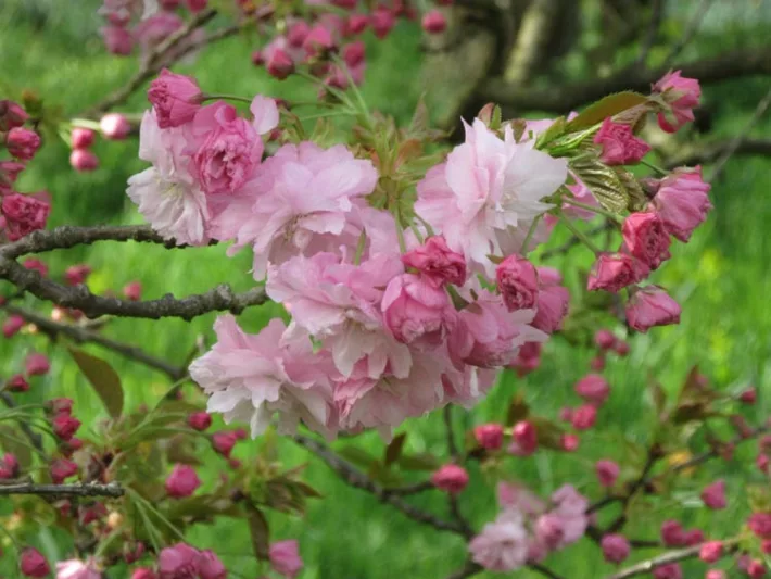 Prunus 'Pink Perfection',Japanese Flowering Cherry 'Pink Perfection', Cherry Pink Perfection', Prunus serrulata 'Pink Perfection', Pink flowers, Spring Flowers, Pink cherry blossoms, Japanese cherry, Flowering cherry tree, Blossom Tree, Cherry blossom tree, Ornamental Cherries