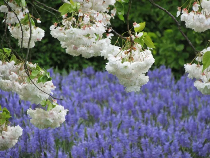 Prunus 'Shirofugen', Japanese Flowering Cherry 'Shirofugen', Cherry 'Shirofugen', Prunus 'Fugenzo', Shiro-Fugen Cherry, Prunus serrulata f. classica, Pink flowers, Spring Flowers, White flowers