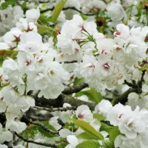 Prunus 'Shirotae',Japanese Flowering Cherry 'Shirotae', Cherry 'Shirotae', Prunus 'Erecta', Prunus serrulata 'Kojima', Prunus 'Mount Fuji', White flowers, Spring Flowers, Blossom Tree, Cherry blossom tree, Ornamental Cherry