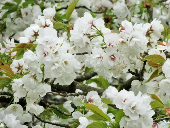 Prunus 'Shirotae',Japanese Flowering Cherry 'Shirotae', Cherry 'Shirotae', Prunus 'Erecta', Prunus serrulata 'Kojima', Prunus 'Mount Fuji', White flowers, Spring Flowers, Blossom Tree, Cherry blossom tree, Ornamental Cherry