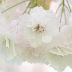 Prunus 'Shogetsu',Japanese Flowering Cherry 'Shogetsu', Cherry 'Shogetsu', Prunus serrulata 'Longipes', Prunus Blushing Bride, Prunus 'Shimizu-zakura', White flowers, Spring Flowers, Blossom Tree, Cherry blossom tree, Ornamental Cherry