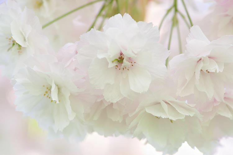 Prunus 'Shogetsu',Japanese Flowering Cherry 'Shogetsu', Cherry 'Shogetsu', Prunus serrulata 'Longipes', Prunus Blushing Bride, Prunus 'Shimizu-zakura', White flowers, Spring Flowers, Blossom Tree, Cherry blossom tree, Ornamental Cherry