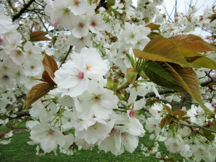 Prunus 'Tai-haku', Japanese Flowering Cherry 'Tai-haku', Cherry 'Tai-haku', Cherry 'Taihaku', Prunus serrulata 'Tai-haku', Great White Cherry, Blossom Tree, Cherry blossom tree, Ornamental Cherry, Spring Flowers, White flowers