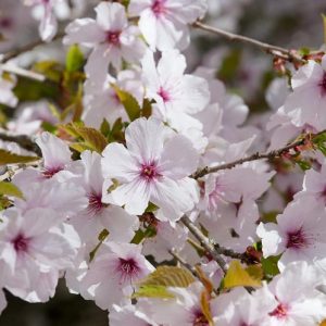 Prunus 'The Bride',Flowering Cherry 'The Bride', Cherry 'The Bride', Prunus incisa 'The Bride', Cherry 'The Bride', White flowers, Spring Flowers,  Fuji cherry tree, Japanese cherry, Flowering cherry tree, Blossom Tree, Cherry blossom tree, Ornamental Cherry