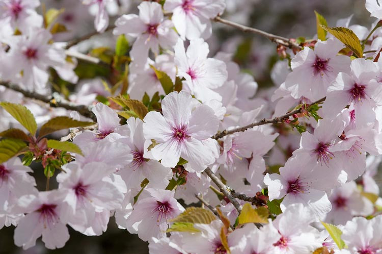 Prunus 'The Bride',Flowering Cherry 'The Bride', Cherry 'The Bride', Prunus incisa 'The Bride', Cherry 'The Bride', White flowers, Spring Flowers,  Fuji cherry tree, Japanese cherry, Flowering cherry tree, Blossom Tree, Cherry blossom tree, Ornamental Cherry