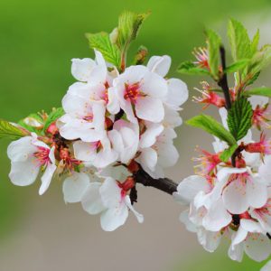 Prunus Tomentosa, Nanking Cherry, Korean Cherry, Manchu Cherry, Downy Cherry, Shanghai Cherry, Ando Cherry, Mountain Cherry, Chinese Bush Cherry, Chinese Dwarf Cherry, Flowering Shrub, Fruit Shrub