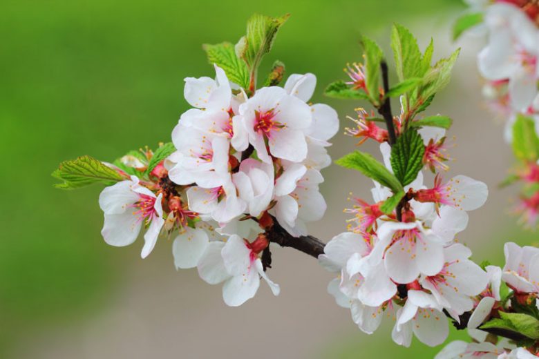 Prunus Tomentosa, Nanking Cherry, Korean Cherry, Manchu Cherry, Downy Cherry, Shanghai Cherry, Ando Cherry, Mountain Cherry, Chinese Bush Cherry, Chinese Dwarf Cherry, Flowering Shrub, Fruit Shrub