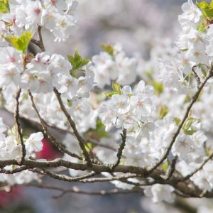 Prunus 'Umineko',Japanese Flowering Cherry 'Umineko', Cherry 'Umineko', White flowers, Spring Flowers, Blossom Tree, Cherry blossom tree, Ornamental Cherry