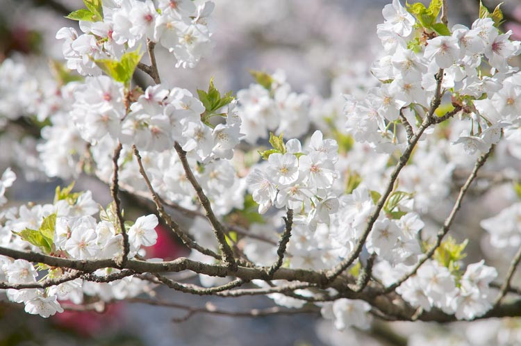 Prunus 'Umineko',Japanese Flowering Cherry 'Umineko', Cherry 'Umineko', White flowers, Spring Flowers, Blossom Tree, Cherry blossom tree, Ornamental Cherry
