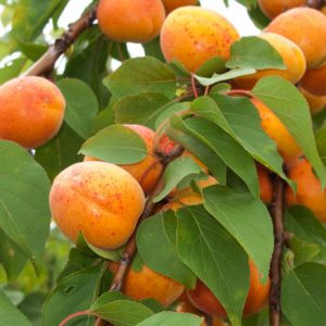 Prunus armeniaca 'Chinese', Apricot 'Chinese', Chinese Apricot, Flowering Tree, Fruit Tree