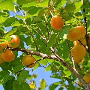 Prunus armeniaca 'Goldcot', Apricot 'Goldcot', Goldcot Apricot, Flowering Tree, Fruit Tree