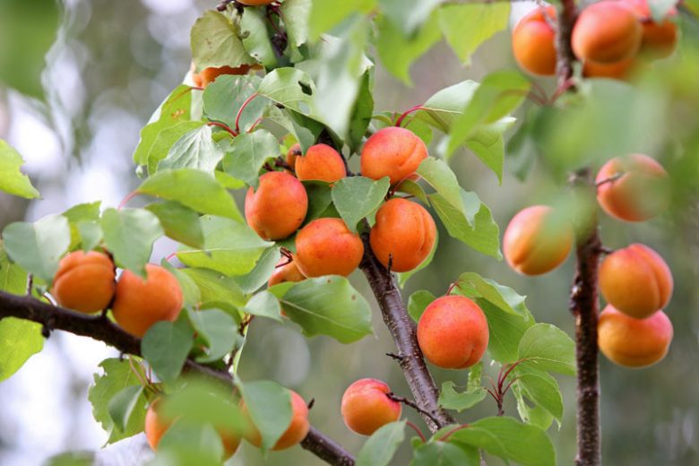 Prunus armeniaca 'Early Golden', Apricot 'Early Golden', Early Golden Apricot, Flowering Tree, Fruit Tree