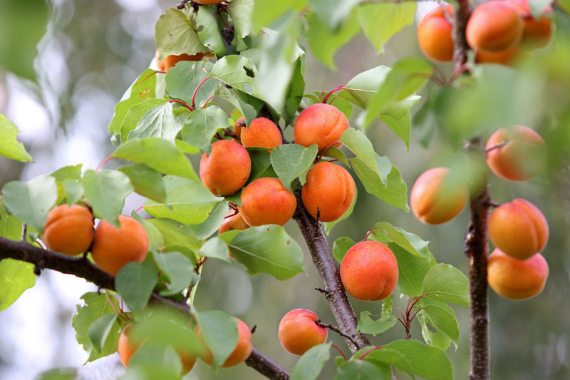 Prunus armeniaca 'Early Golden', Apricot 'Early Golden', Early Golden Apricot, Flowering Tree, Fruit Tree