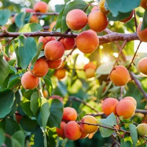 Prunus armeniaca 'Harcot', Apricot 'Harcot', Harcot Apricot, Flowering Tree, Fruit Tree