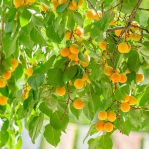 Prunus armeniaca 'Moorpark', Apricot 'Moorpark', Moorpark Apricot, Flowering Tree, Fruit Tree