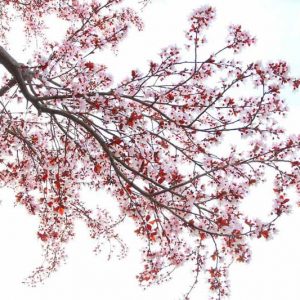 Prunus cerasifera 'Krauter Vesuvius',Cherry Plum 'Krauter Vesuvius', Krauter Vesuvius Cherry Plum, Flowering Tree, Pink flowers, pink prunus