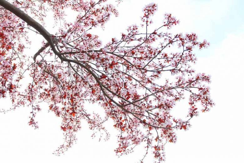 Prunus cerasifera 'Krauter Vesuvius',Cherry Plum 'Krauter Vesuvius', Krauter Vesuvius Cherry Plum, Flowering Tree, Pink flowers, pink prunus