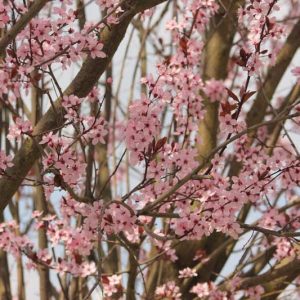 Prunus cerasifera 'Nigra',Black Cherry Plum, Prunus 'Blaze', Prunus 'Pissardii Nigra', Flowering Tree, Pink flowers, pink prunus