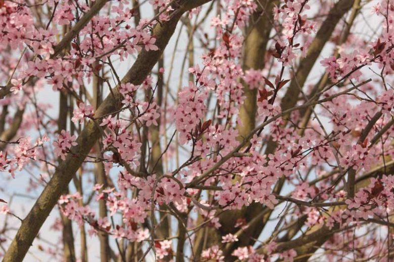 Prunus cerasifera 'Nigra',Black Cherry Plum, Prunus 'Blaze', Prunus 'Pissardii Nigra', Flowering Tree, Pink flowers, pink prunus